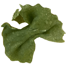 pasta fresca 5
